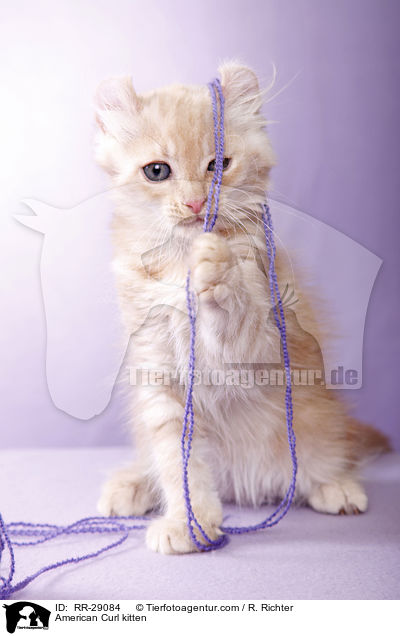 American Curl Ktzchen / American Curl kitten / RR-29084