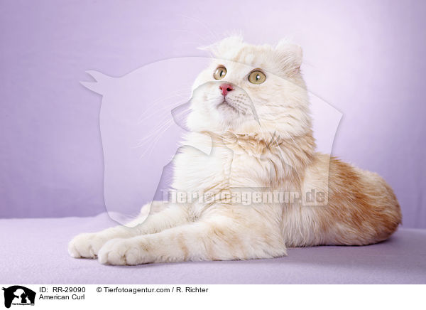 American Curl / American Curl / RR-29090