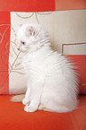 American Curl kitten