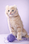 American Curl kitten