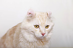 American Curl Portrait