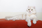 American Curl