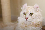 American Curl Portrait