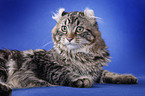 American Curl