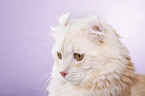 American Curl Portrait