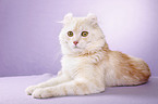 American Curl