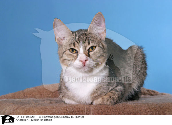 Anatoli / Anatolian - turkish shorthair / RR-06829