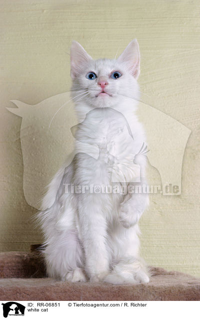weie Katze / white cat / RR-06851