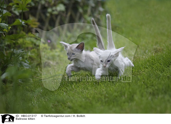 Balinese Ktzchen / Balinese kitten / HBO-01317