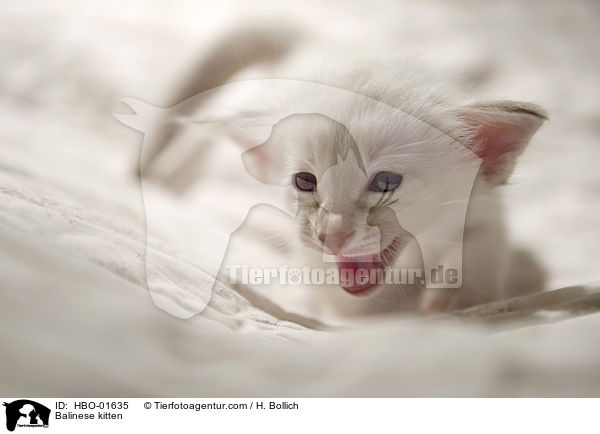 Balinese Ktzchen / Balinese kitten / HBO-01635