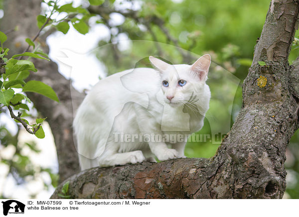 weie Balinese auf Baum / white Balinese on tree / MW-07599