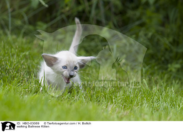 laufendes Balinese Ktzchen / walking Balinese Kitten / HBO-03069