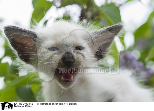 Balinese Ktzchen / Balinese Kitten / HBO-03512