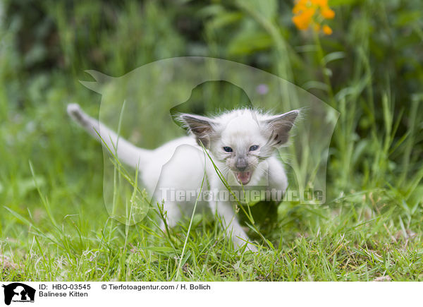 Balinese Ktzchen / Balinese Kitten / HBO-03545