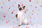 sitting Balinese Cat