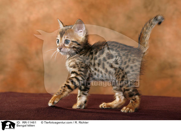 Bengal Katze / Bengal kitten / RR-11461