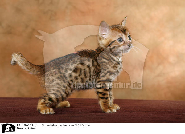 Bengal Katze / Bengal kitten / RR-11465