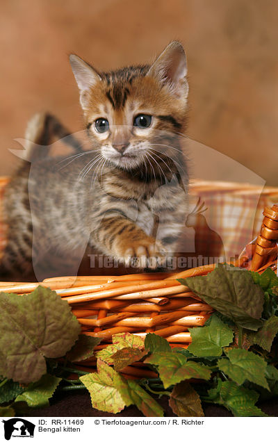 Bengal Katze / Bengal kitten / RR-11469