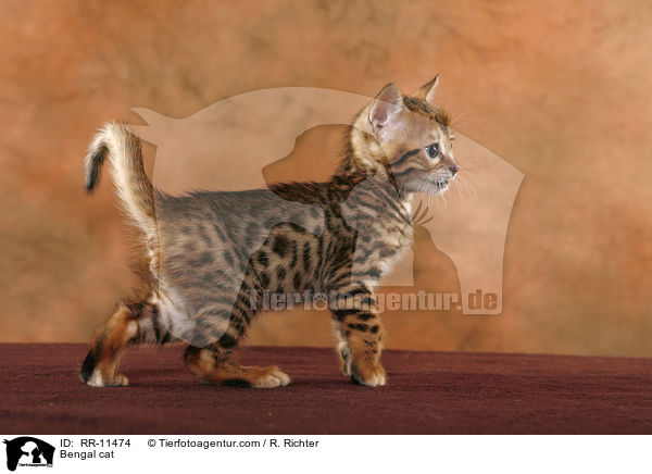 Bengal Katze / Bengal cat / RR-11474