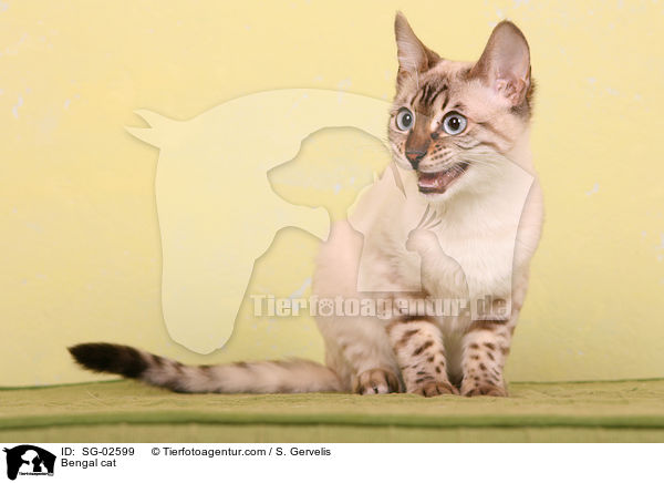 Bengal Katze / Bengal cat / SG-02599