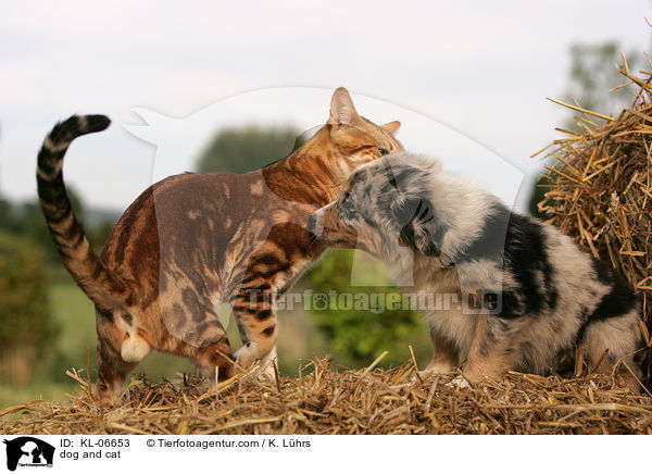 dog and cat / KL-06653