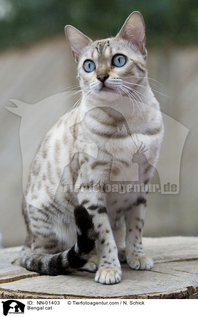 Bengal-Katze / Bengal cat / NN-01403