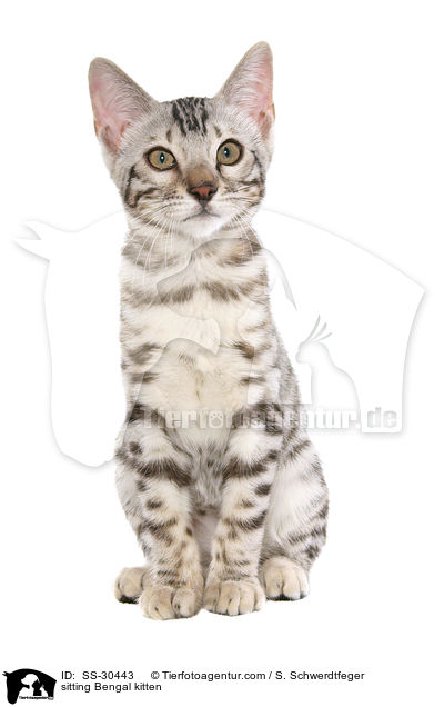 Bengal Ktzchen / Bengal kitten / SS-30443