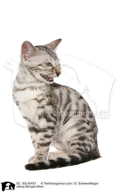 Bengal Ktzchen / Bengal kitten / SS-30457