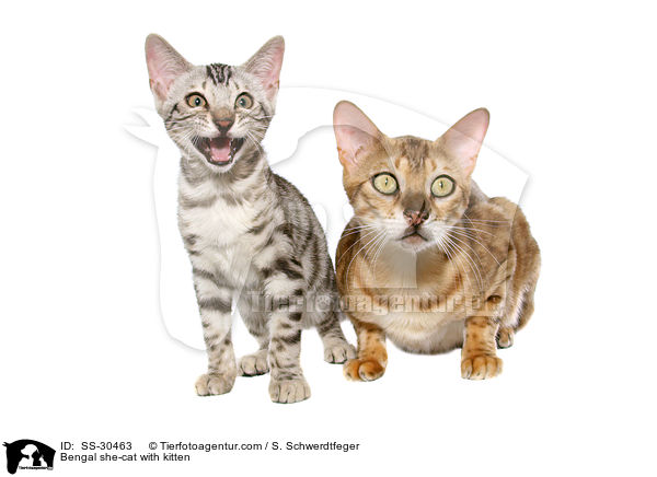 Bengal-Katzen / Bengal cats / SS-30463