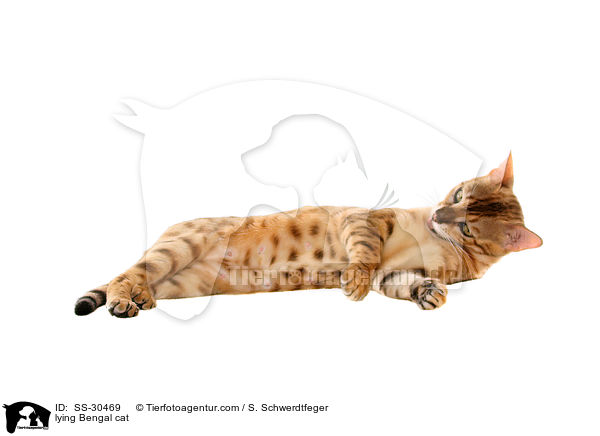 liegende Bengal-Katze / lying Bengal cat / SS-30469