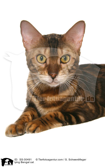 liegende Bengal-Katze / lying Bengal cat / SS-30491