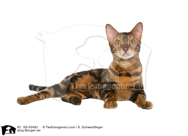 liegende Bengal-Katze / lying Bengal cat / SS-30492