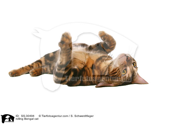 Bengal-Katze wlzt sich / rolling Bengal cat / SS-30494