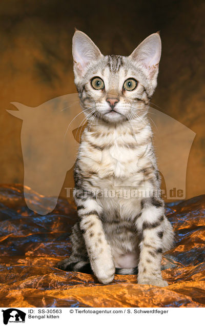 Bengal Ktzchen / Bengal kitten / SS-30563