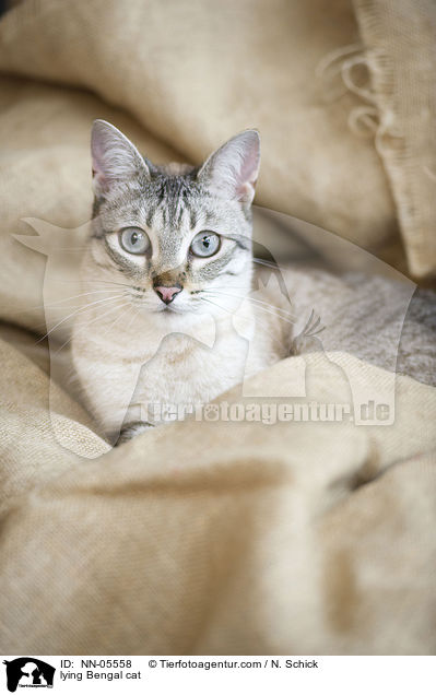 liegende Snowbengal / lying Bengal cat / NN-05558