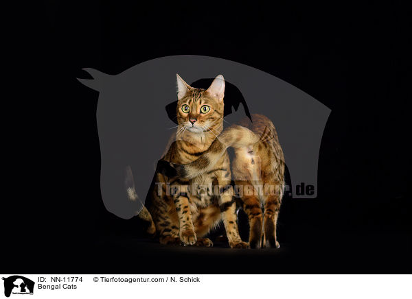 Bengal Katzen / Bengal Cats / NN-11774