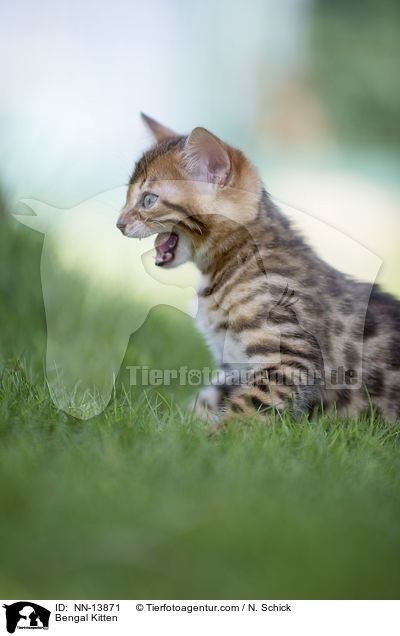 Bengal Ktzchen / Bengal Kitten / NN-13871