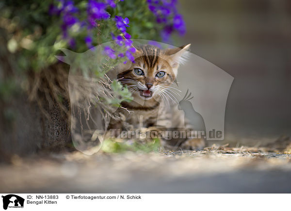 Bengal Ktzchen / Bengal Kitten / NN-13883