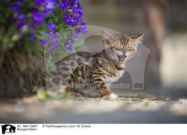 Bengal Ktzchen / Bengal Kitten / NN-13887