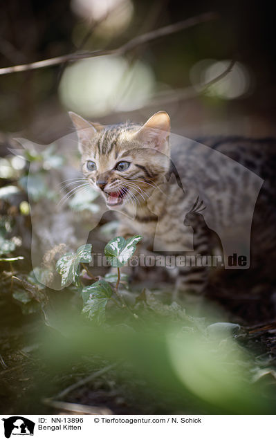 Bengal Ktzchen / Bengal Kitten / NN-13896