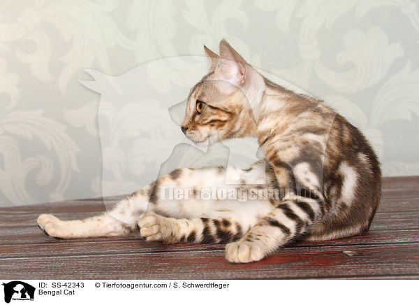 Bengal Katze / Bengal Cat / SS-42343