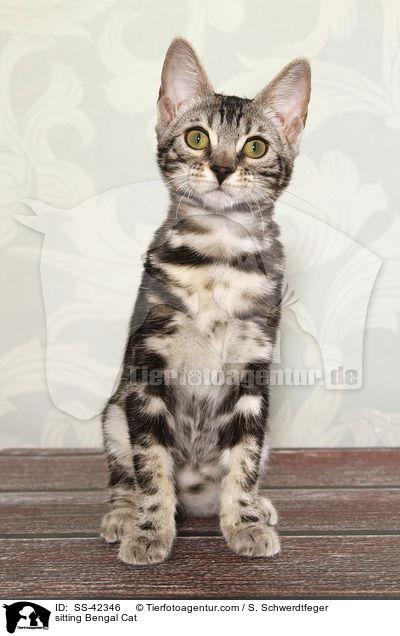 sitzende Bengal Katze / sitting Bengal Cat / SS-42346