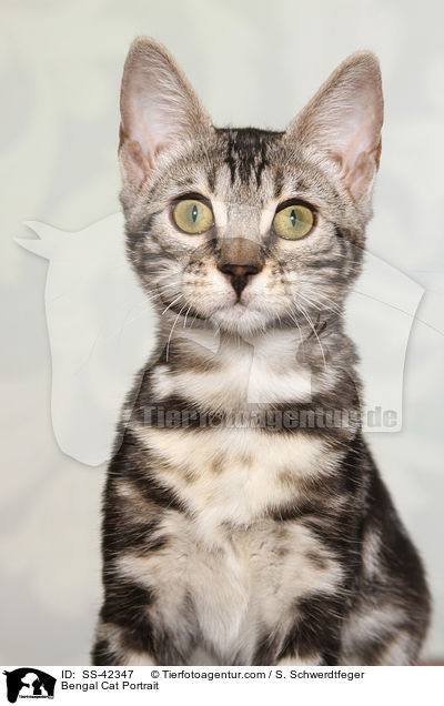 Bengal Cat Portrait / SS-42347