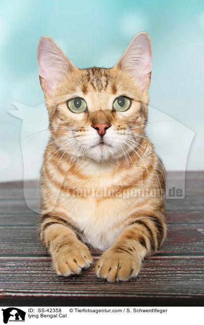 liegende Bengal Katze / lying Bengal Cat / SS-42358