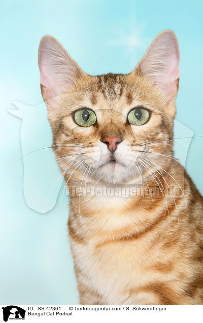 Bengal Katze Portrait / Bengal Cat Portrait / SS-42361