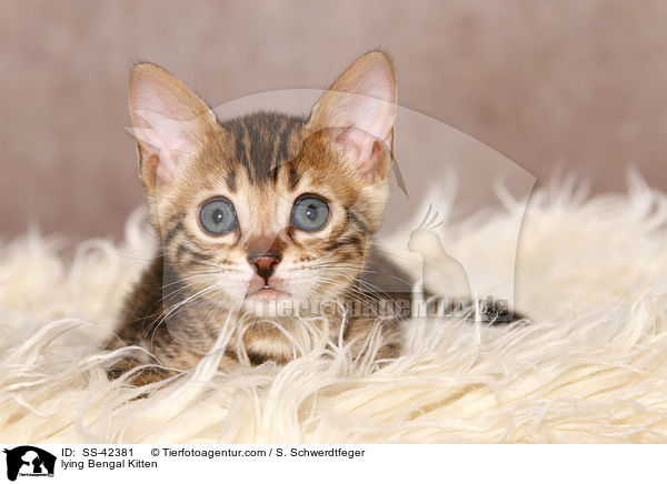 liegendes Bengal Ktzchen / lying Bengal Kitten / SS-42381