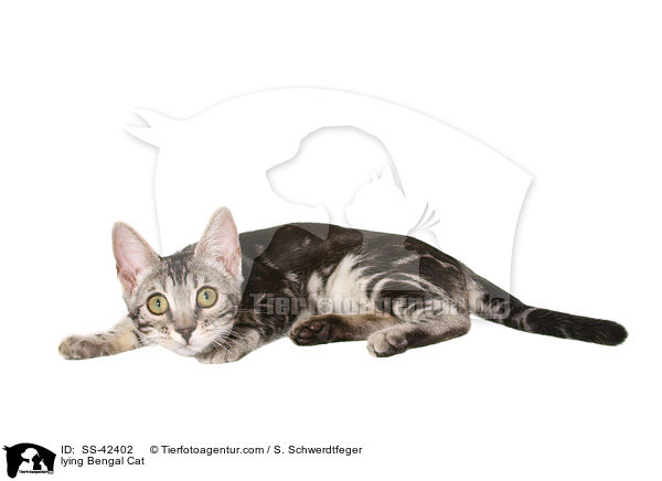 liegende Bengal Katze / lying Bengal Cat / SS-42402