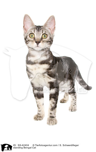 stehende Bengal Katze / standing Bengal Cat / SS-42404