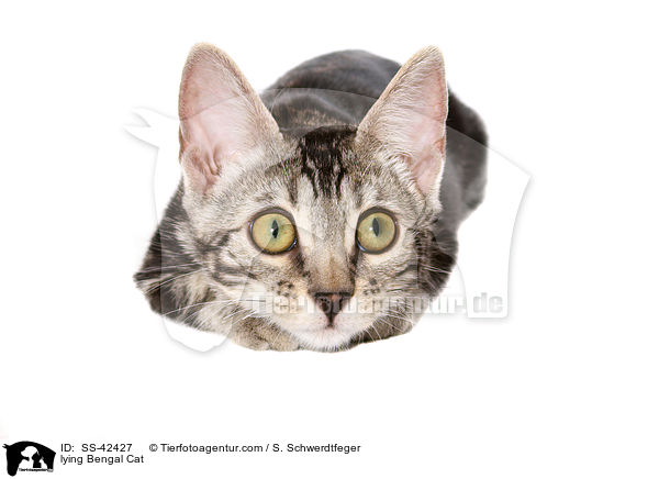 liegende Bengal Katze / lying Bengal Cat / SS-42427