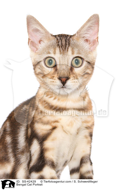 Bengal Katze Portrait / Bengal Cat Portrait / SS-42429